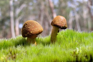 世界游泳俱乐部会员健康管理平台上线，世界游泳锦标赛主办机构